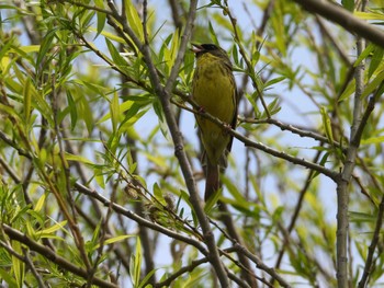 Masked Bunting 茨戸川緑地 Sun, 5/5/2024