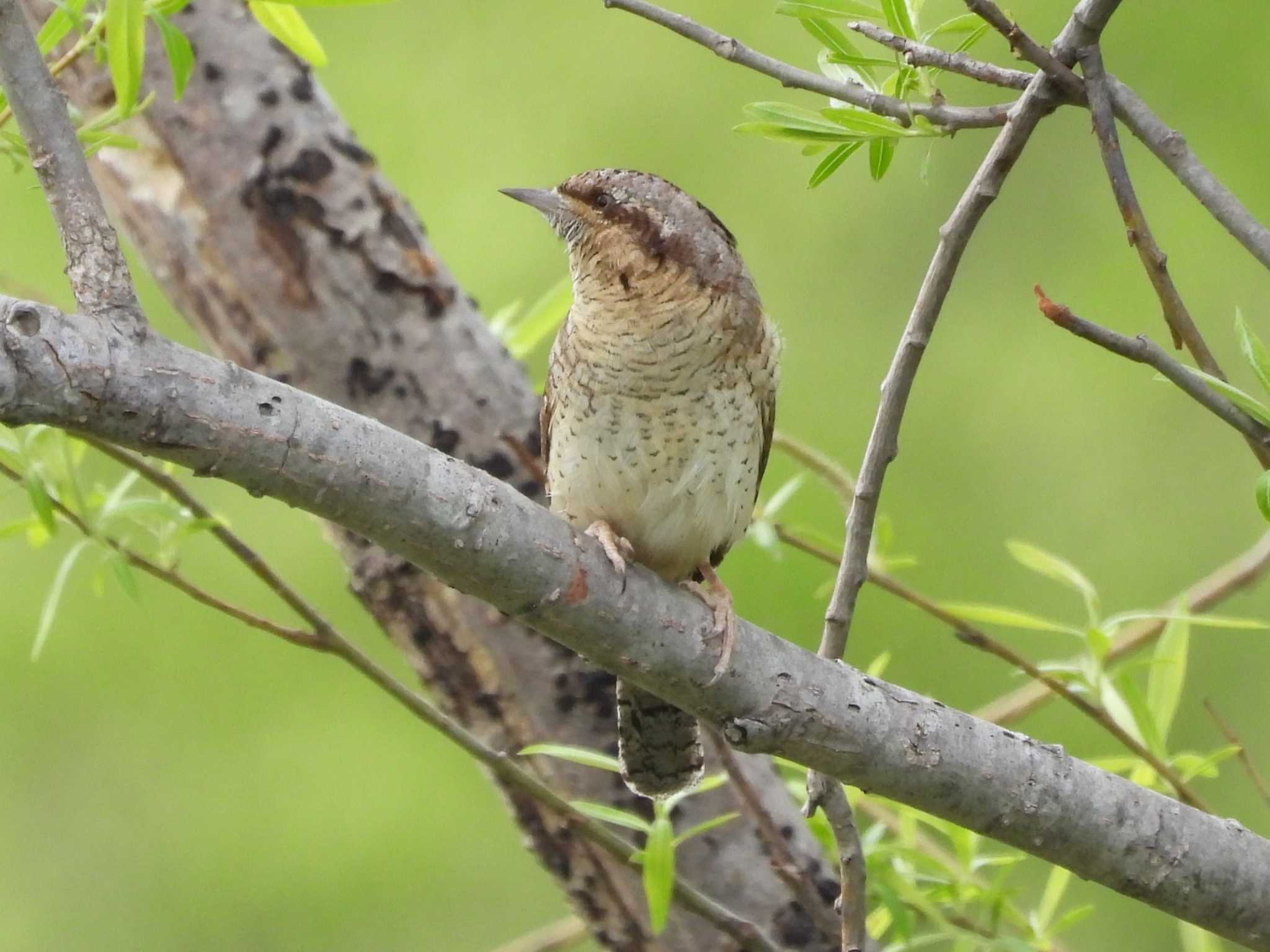 Photo of Eurasian Wryneck at 茨戸川緑地 by ゴト