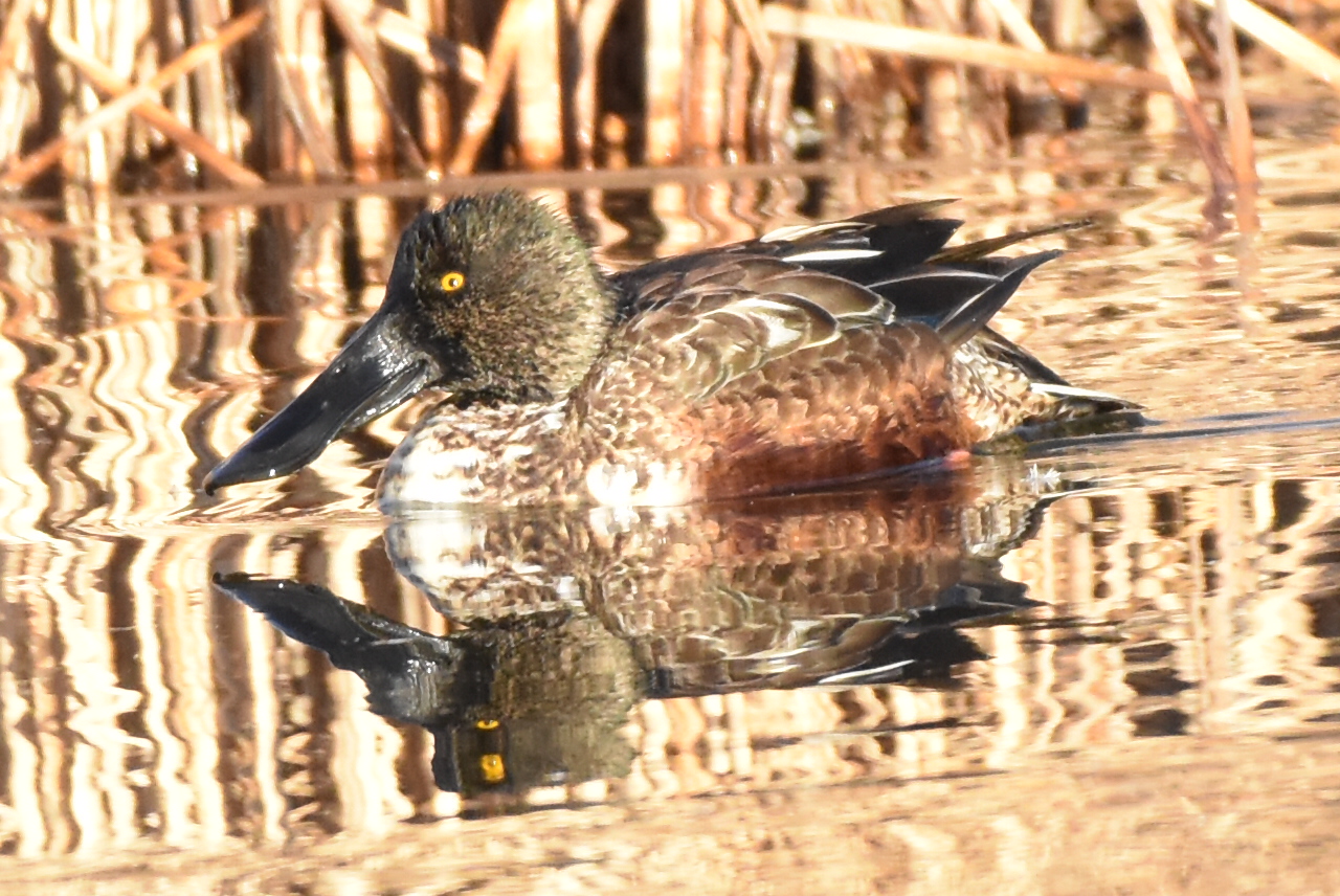 葛西臨海公園 ハシビロガモの写真 by 嵐翠