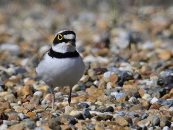 Little Ringed Plover 平城宮跡 Sun, 5/5/2024