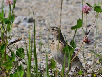 Eurasian Skylark 平城宮跡 Sun, 5/5/2024