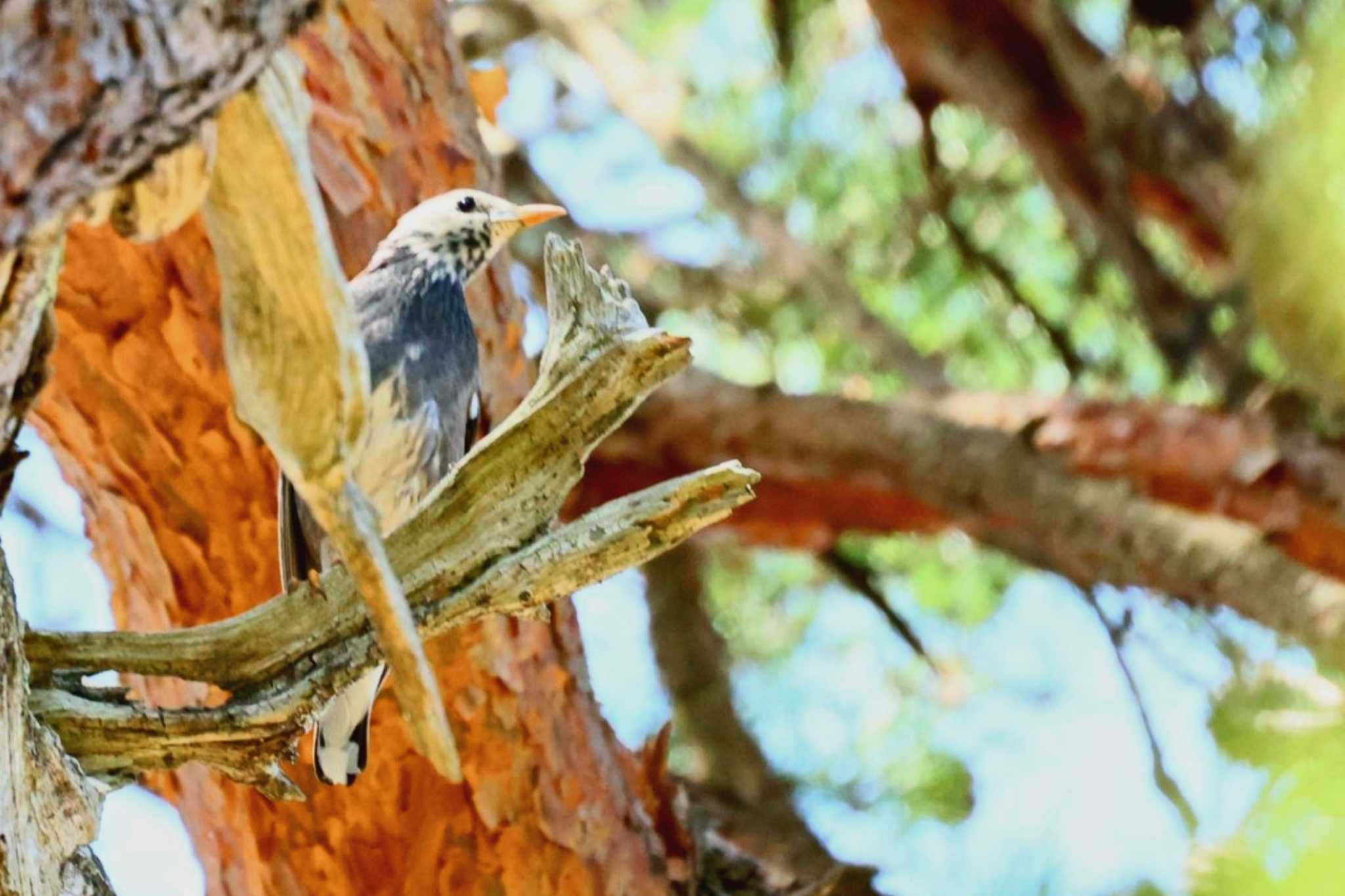 White-cheeked Starling