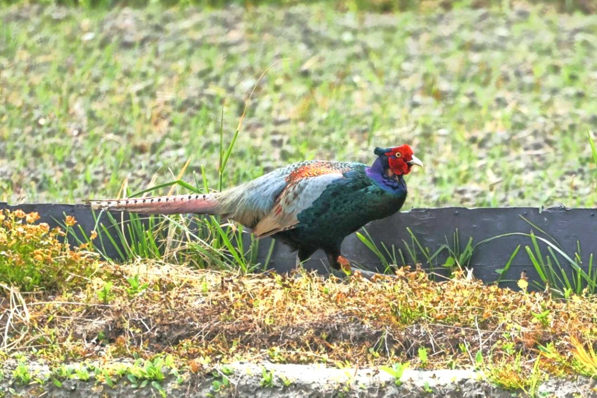 Green Pheasant