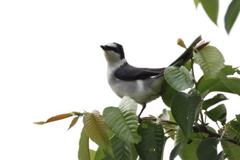 Ashy Minivet 庭田山頂公園 Tue, 5/7/2024