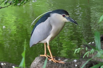 Black-crowned Night Heron Shakujii Park Wed, 5/8/2024