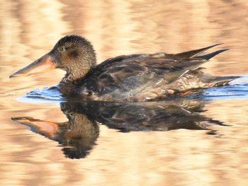 ハシビロガモ 葛西臨海公園 2019年1月3日(木)