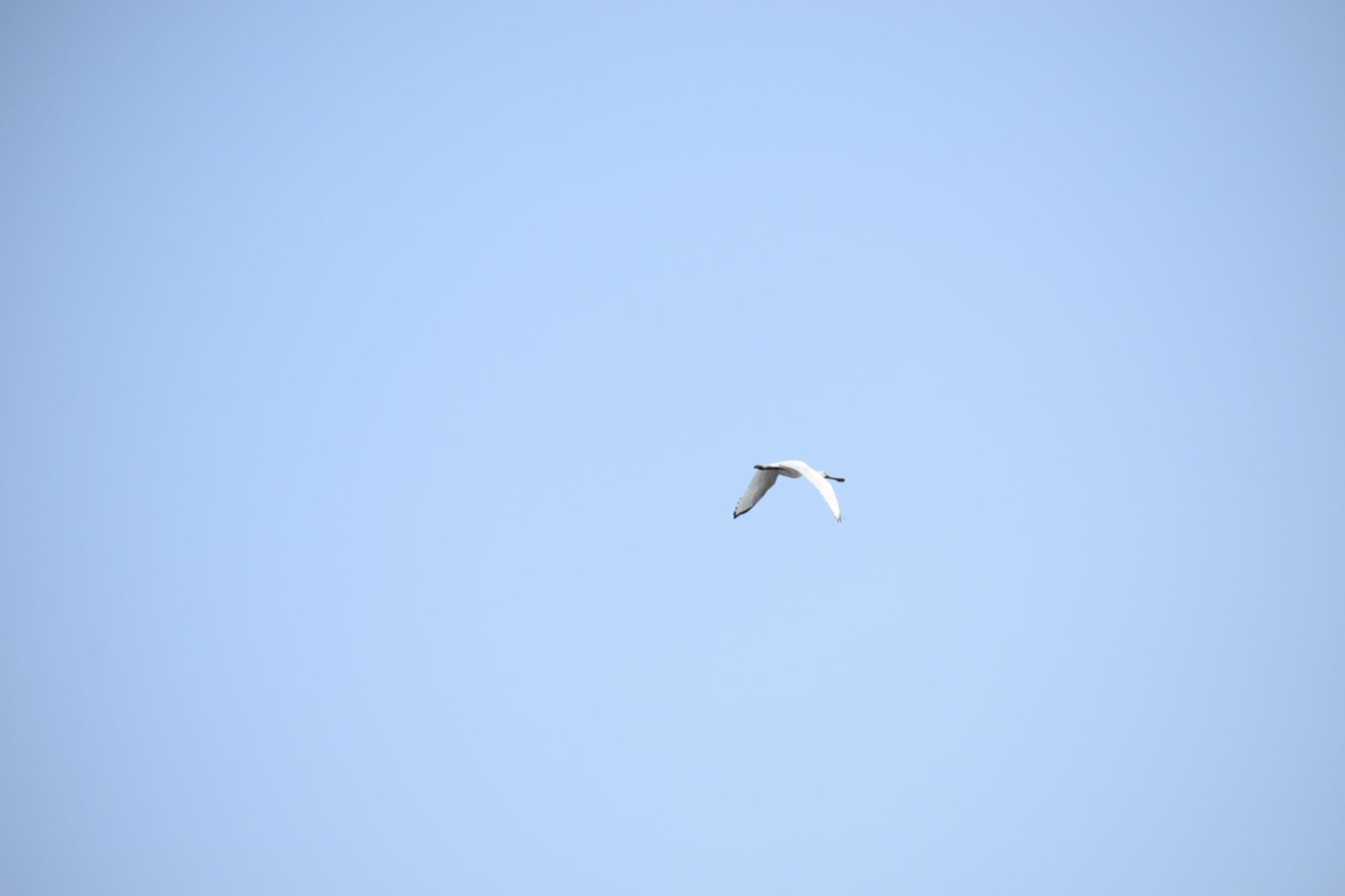 Photo of Black-faced Spoonbill at Kasai Rinkai Park by いっちー🦜🦅🦆鳥好き