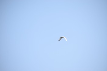 Black-faced Spoonbill Kasai Rinkai Park Sun, 4/14/2024