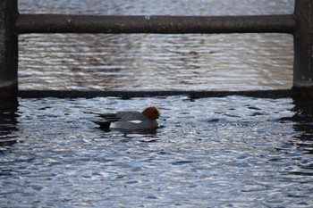 Eurasian Wigeon 常盤公園 Fri, 4/5/2024