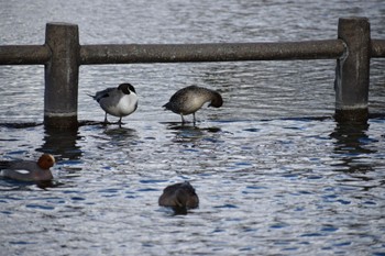 Eurasian Wigeon 常盤公園 Fri, 4/5/2024