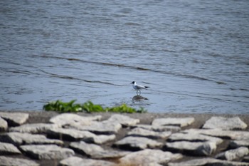 Black-headed Gull Kasai Rinkai Park Sun, 4/14/2024