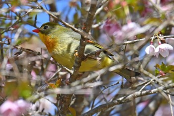 Red-billed Leiothrix 大蔵高丸 Sat, 5/4/2024