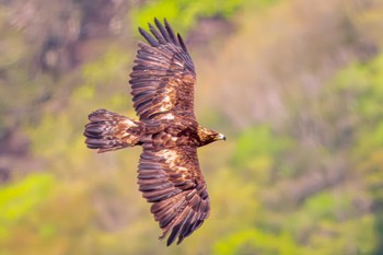 Golden Eagle Unknown Spots Sun, 4/28/2024