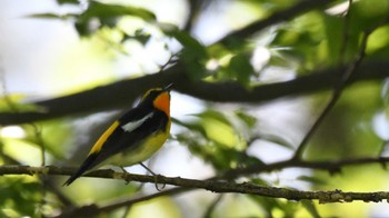 キビタキ 鳥屋野潟 2024年5月5日(日)