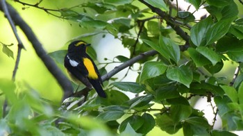 キビタキ 鳥屋野潟 2024年5月5日(日)