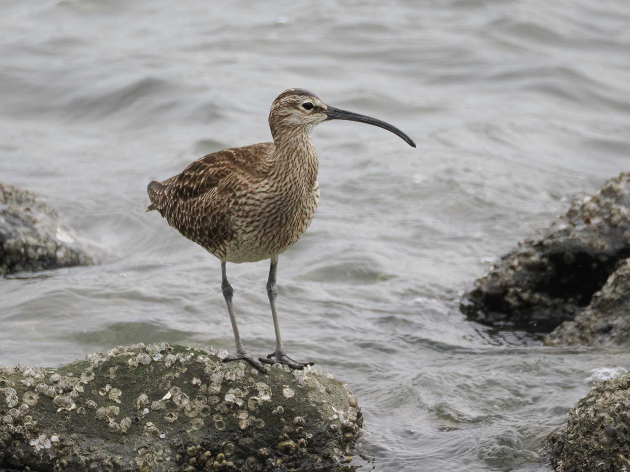 Eurasian Whimbrel