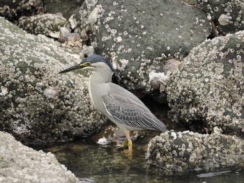 ササゴイ 東京港野鳥公園 2024年5月6日(月)