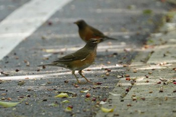 Eyebrowed Thrush Amami Nature Observation Forest Thu, 3/28/2024