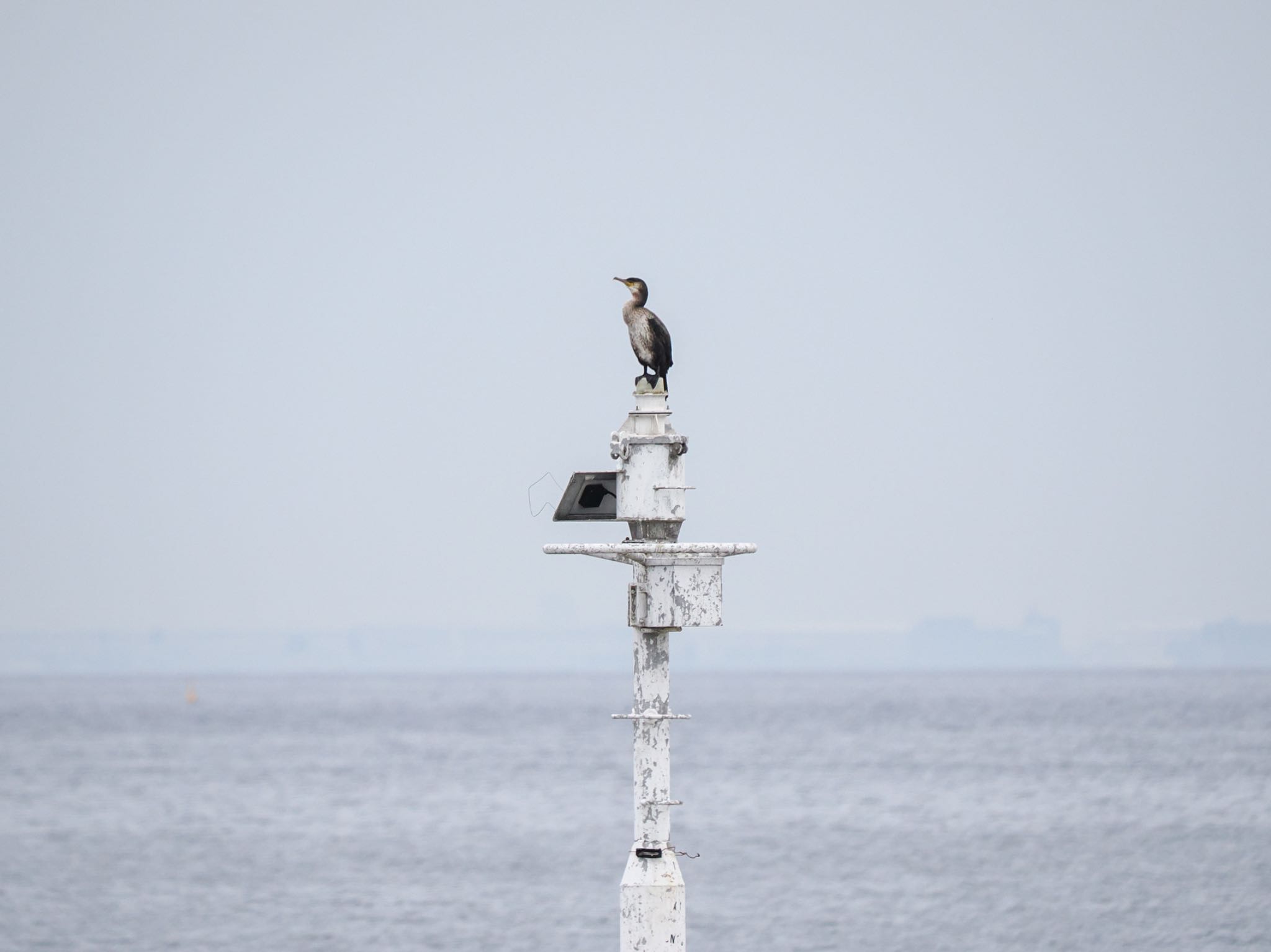 Japanese Cormorant