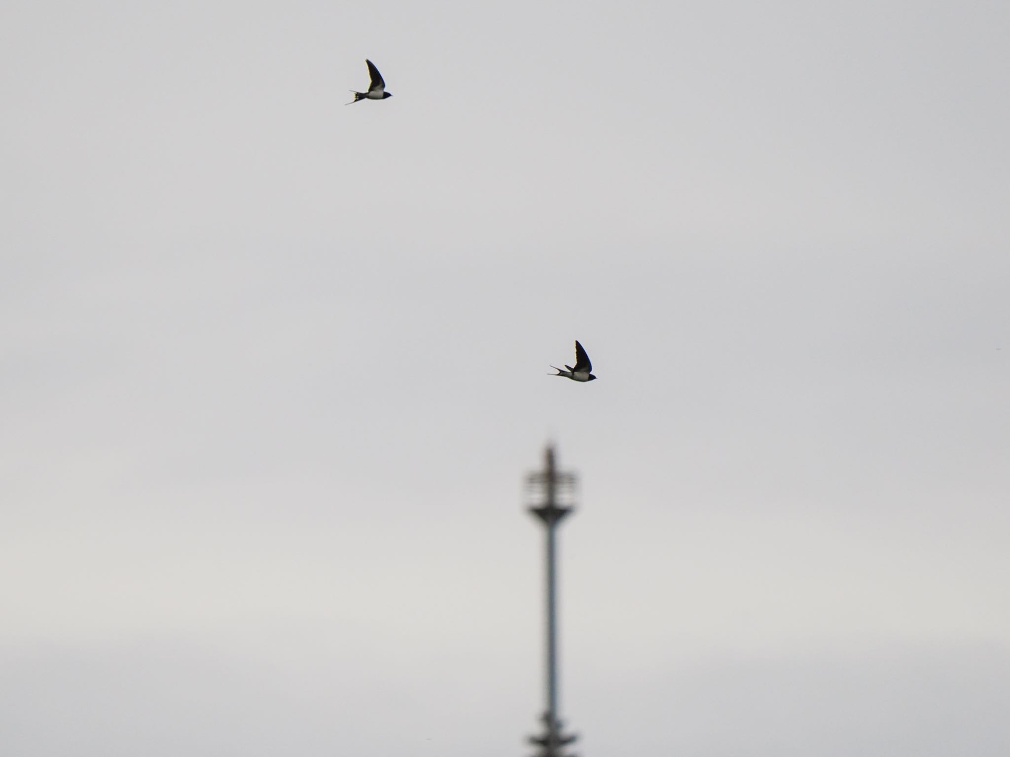 Barn Swallow