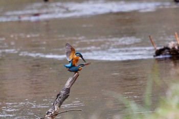 Common Kingfisher Lake Utonai Wed, 5/8/2024