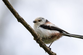 Long-tailed tit(japonicus) Lake Utonai Wed, 5/8/2024