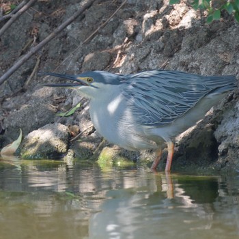 Black-crowned Night Heron Ukima Park Sun, 4/28/2024