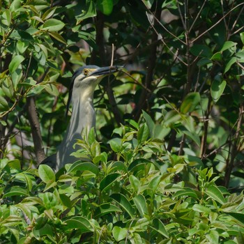 Black-crowned Night Heron Ukima Park Sun, 4/28/2024