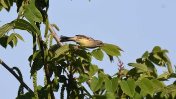 Masked Bunting Toyanogata Sun, 5/5/2024