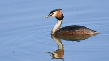 カンムリカイツブリ 鳥屋野潟 2024年5月5日(日)