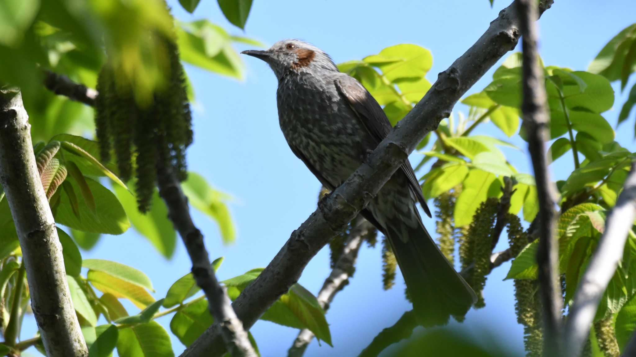 鳥屋野潟 ヒヨドリの写真 by ao1000