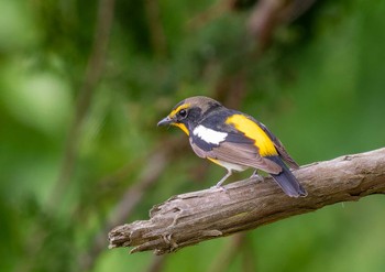 Narcissus Flycatcher 茨城県常陸太田市 Mon, 5/6/2024