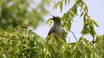 コムクドリ 鳥屋野潟 2024年5月5日(日)