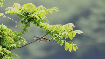 モズ 鳥屋野潟 2024年5月5日(日)