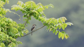 モズ 鳥屋野潟 2024年5月5日(日)