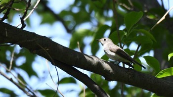 コサメビタキ 鳥屋野潟 2024年5月5日(日)