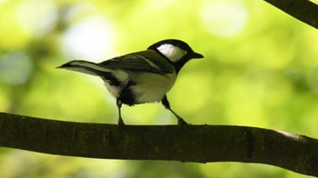 シジュウカラ 鳥屋野潟 2024年5月5日(日)