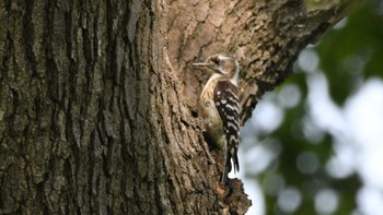 Japanese Pygmy Woodpecker Toyanogata Sun, 5/5/2024
