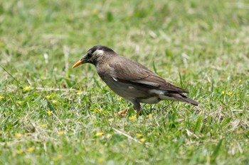 White-cheeked Starling Akigase Park Thu, 5/2/2024