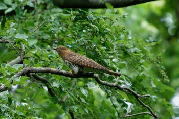 Oriental Cuckoo Akigase Park Thu, 5/2/2024