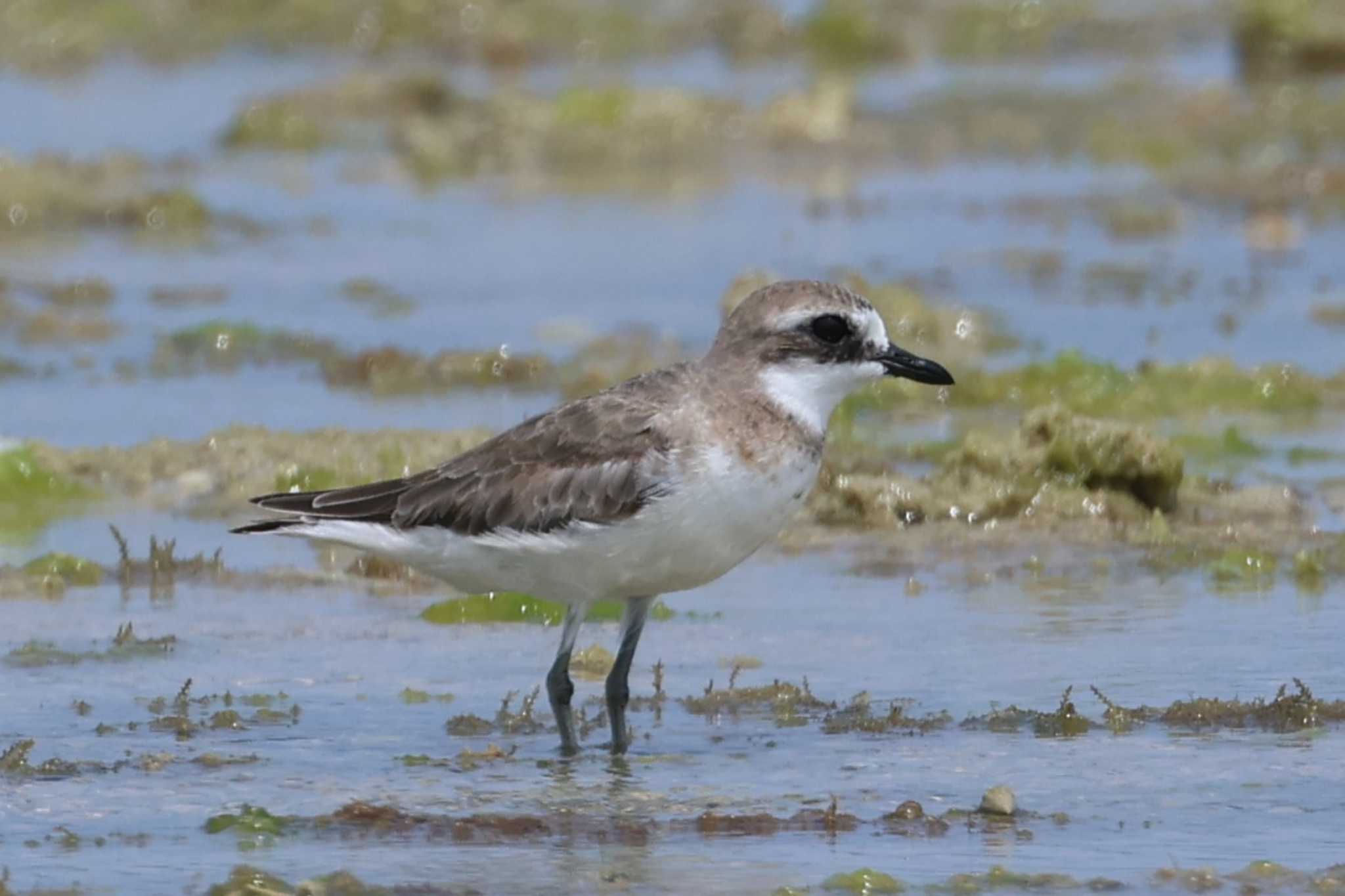 Photo of Siberian Sand Plover at 泡瀬干潟 by ぼぼぼ