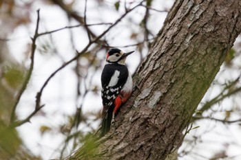 Great Spotted Woodpecker Lake Utonai Wed, 5/8/2024