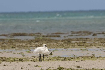 Black-faced Spoonbill 泡瀬干潟 Mon, 4/29/2024