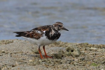 Ruddy Turnstone 泡瀬干潟 Mon, 4/29/2024