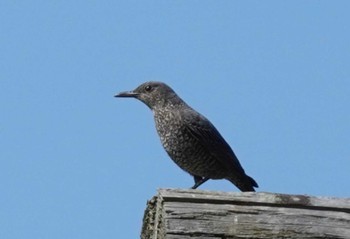 Blue Rock Thrush 大山 Fri, 5/3/2024