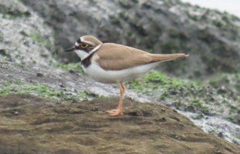 Little Ringed Plover 東京湾 Wed, 5/8/2024