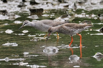 Common Redshank Kasai Rinkai Park Mon, 5/6/2024