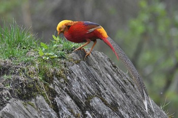 2024年4月24日(水) 汶川県飛水岩の野鳥観察記録