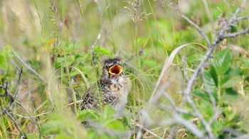 ヒバリ はまなすの丘公園(石狩市) 2023年6月11日(日)