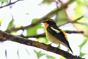 Narcissus Flycatcher 大池公園 Wed, 5/8/2024